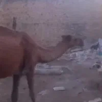 شتر گمشده