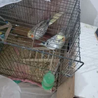 جفت عروس پاریس