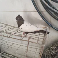 قهوه‌ای دم سفید و سینه ای معاوضه با ماده اشعل