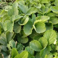 فروش بوته توت فرنگی کاماروسا وسابرینا