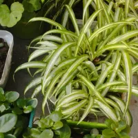 27گلدان گل طبیعی|گل و گیاه طبیعی|خشکبیجار, |دیوار