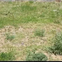 ۲۰۰متر زمین مسکونی در روستای کلو