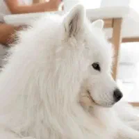 سامویید باشه ، خرمن مو باشه