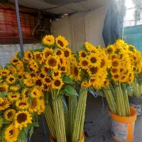 گل داوودی و رز هلندی و گلایل|گل و گیاه طبیعی|ری, بازار گل خاوران|دیوار