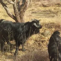 فروش بز و پازن|حیوانات مزرعه|پادنا علیا, |دیوار