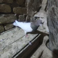 کله دار|پرنده|کبودرآهنگ, |دیوار