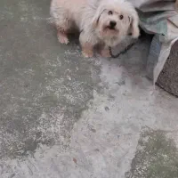 سگ به فروش می رسد