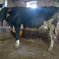 یک رئس گاو با گوساله ماده