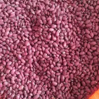 لوبیا چیتی و قرمز و تخمه کدو از مزرعه حذف واسطه|خوردنی و آشامیدنی|شیراز, آزادی|دیوار