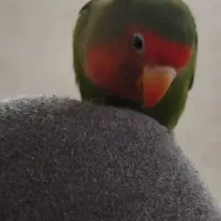 طوطی عروس کوتوله