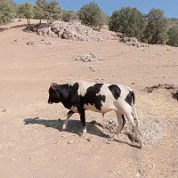 گوساله دورگ