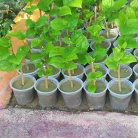 فروش گل های گرمسیری و تولید انواع گل وطراحی باغچه