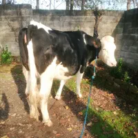 گاو لیشه سیمینتال یک ماه تا زایمان (تلیسه)|حیوانات مزرعه|رشت, حومه رشت|دیوار