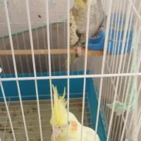 عروس هلندی|پرنده|الوند, |دیوار