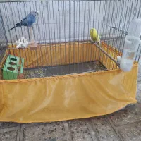 یک جفت مرغ عشق سالم سرحال با قفس لوازم|پرنده|تهران, شکوفه (عبدل آباد)|دیوار