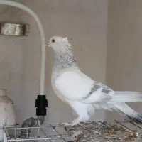 کبوتر سوسنی ذات قدیم خوشکل