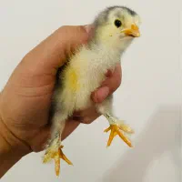 جوجه برهما درجه یک