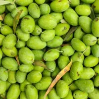 زیتون طارم به همراه دستگاه زیتون شکن رایگان