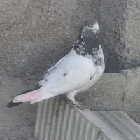 پرندگان|پرنده|بندرعباس, |دیوار