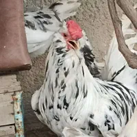 تخم مرغ گلین نطفه دار مرغ و خروس