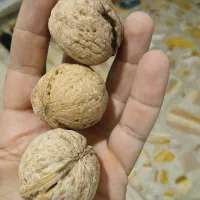 گردو وخشک بارگردوی همدان