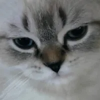 گربه اسکاتیش 4ماهه