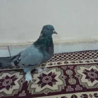 مفلق سبز|پرنده|شهرکرد, |دیوار
