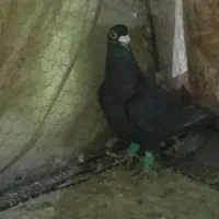 کبوتر نر  پر غلط  اشکی  تاحتی|پرنده|زاهدان, |دیوار