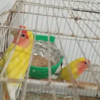 عروس هلندی و طوطی برزیلی و قفس کاسکویی|پرنده|خوی, |دیوار