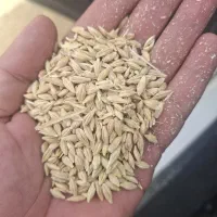 جو خشک