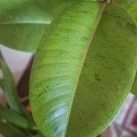 گلدان فیکوس ابروبادی|گل و گیاه طبیعی|شاهینشهر, نسیم ۵|دیوار