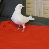 کبوتر های فروشی|پرنده|تهران, مختاری|دیوار