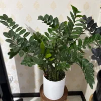 زاموفیلیا مادری