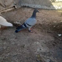 ۴ تا جوجه و ی جفت زیر خاکی مسافتی