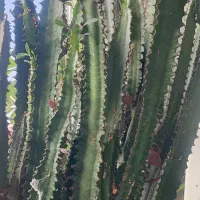 افوربیا قرمز|گل و گیاه طبیعی|رشت, کوی بیانی|دیوار