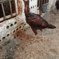 تعدادی خروس لاری 5ماهه لاری قیمت مناسب|حیوانات مزرعه|پیرانشهر, |دیوار