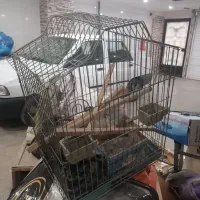 قفس پرنده طوطی و عروس و غیره
