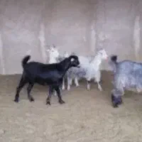 12 عدد کهره شیر چاق نر