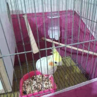 یک جفت عروس هلندی جوان آماده