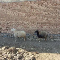 میش|حیوانات مزرعه|مرودشت, محمد آباد|دیوار