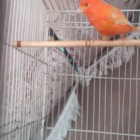 یک جفت قناری سوپر سالم به شرط