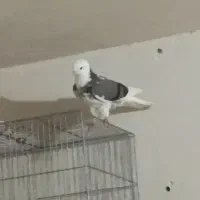 کبوتر سالم