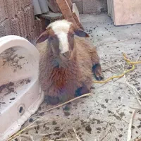 قصابی در محل|خدمات پیشه و مهارت|رشت, حومه رشت|دیوار