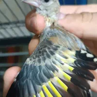 جوجه سهره نر منطقه زنجان