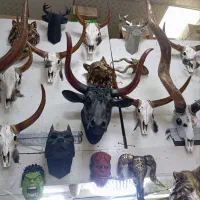 دیوارکوب حیوانات|مجسمه، تندیس، ماکت|تهران, تهرانسر مرکزی|دیوار