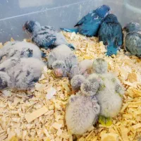 جوجه سرلاکی طوطی راهب