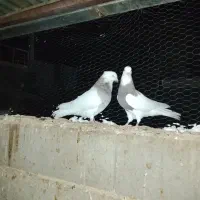 کبوتر