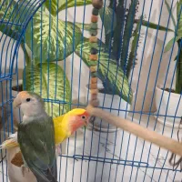 یه جفت طوطی برزیلی|پرنده|نسیم‌شهر, |دیوار