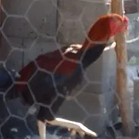 خروس چابهاری