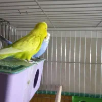 دوجفت مرغ عشق مولد معاوضه بافنچ|پرنده|یزد, |دیوار